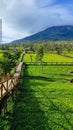 Sikatok tea plantation located in Wonosobo district, Central Java, Indonesia Royalty Free Stock Photo