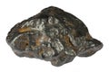 Sikhote-Alin meteorite Royalty Free Stock Photo