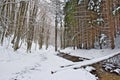 Snowy beech and pine forest in late winter, Sila National Park, Calabria, southern Italy Royalty Free Stock Photo