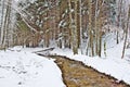 Snowy beech and pine forest in late winter, Sila National Park, Calabria, southern Italy Royalty Free Stock Photo