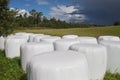 Silage bales.