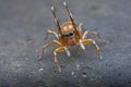 A silder jumping spider