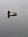 Silence. Duck on the water. Calm water. Quiet water. Calm. Confidence.