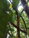 Silence on the sweet guava tree bole