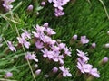 Silene acaulis - Iarba rosioara