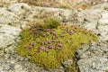 Silene acaulis L. Jacq.. Royalty Free Stock Photo