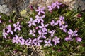 Silene acaulis Royalty Free Stock Photo