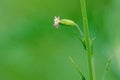 Silene aprica Royalty Free Stock Photo