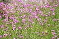 Silene armeria