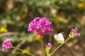 Silene armeria