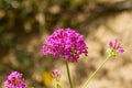 Silene armeria