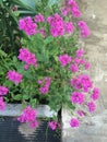 Silene Armeria pink flowers