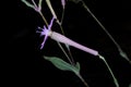 Silene armeria - Wild plant shot in the summer.