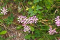 Silene Colorata Or Catchfly In Crete Greece