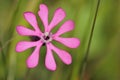 Cloven-Petalled Campion, Crete Royalty Free Stock Photo