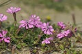 Silene colorata, Crete