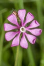 Silene colorata flower Royalty Free Stock Photo