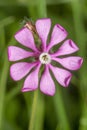 Silene colorata flower