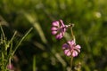 Silene colorata pink flowers