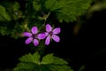 Silene colorata, Pink pirouette, Mediterranean catchfly