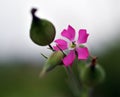 Silene colorata