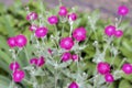 Silene coronaria (rose campion) flowers