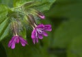 Silene dioica