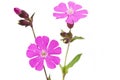 Silene dioica flower or red campionon