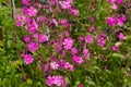 Silene Dioica Flowers