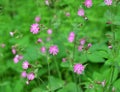 Silene dioica grows in the wild