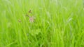 Silene flos-cuculi, commonly called ragged-robin. Cuckoo flower, silene flos-cuculi. Static.