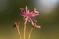 Lychnis flos-cuculi flowers close-up. Royalty Free Stock Photo