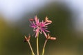 Lychnis flos-cuculi flowers close-up. Royalty Free Stock Photo