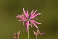 Lychnis flos-cuculi flowers close-up. Royalty Free Stock Photo