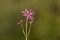 Lychnis flos-cuculi flowers close-up. Royalty Free Stock Photo