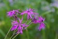 Silene flos-cuculi Lychnis flos-cuculi , commonly called ragged-robin, is a perennial herbaceous plant in the family Royalty Free Stock Photo