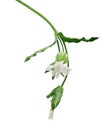 Silene Latifolia