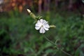 Silene latifolia Melandrium album, the white campion flowering plant growing, spring in forest Royalty Free Stock Photo