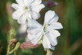 Silene latifolia, Melandrium album,  white campion flowers  macro selective focus Royalty Free Stock Photo