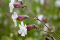 Silene latifolia, Melandrium album,  white campion flowers macro selective focus Royalty Free Stock Photo