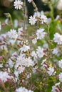 Silene latifolia, Melandrium album,  white campion flowers macro selective focus Royalty Free Stock Photo