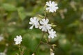 Silene latifolia, Melandrium album,  white campion flowers  macro selective focus Royalty Free Stock Photo