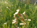 Silene latifolia subsp. alba (formerly Melandrium album) Royalty Free Stock Photo