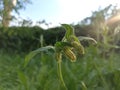 Silene latifolia subsp. alba (formerly Melandrium album) Royalty Free Stock Photo