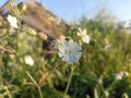 Silene latifolia subsp. alba (formerly Melandrium album) Royalty Free Stock Photo