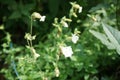 Silene latifolia subsp. alba, formerly Melandrium album, the white campion is a dioecious flowering plant. Berlin, Germany Royalty Free Stock Photo