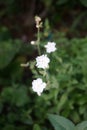 Silene latifolia subsp. alba, formerly Melandrium album, the white campion is a dioecious flowering plant. Berlin, Germany Royalty Free Stock Photo