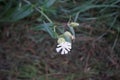 Silene latifolia subsp. alba, formerly Melandrium album, the white campion is a dioecious flowering plant. Berlin, Germanyl Royalty Free Stock Photo