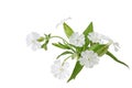 Silene latifolia Wildflower
