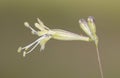 Silene mellifera species of campion with small, sticky yellowish-green trumpet-shaped flowers with delicate, erect stems on a